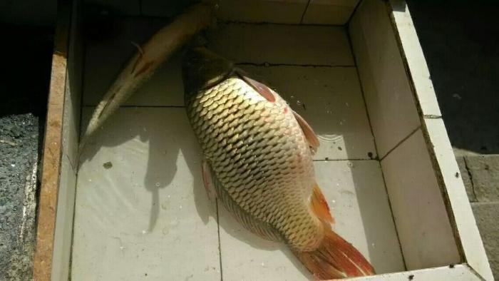 大埔崎先生渔具店