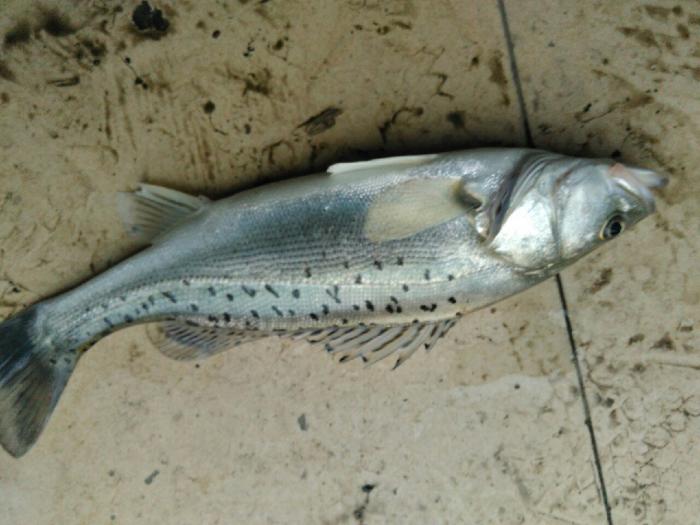 新凉亭陈勇渔具