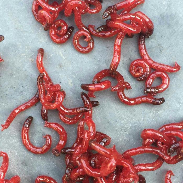 宝新红虫批发有限公司