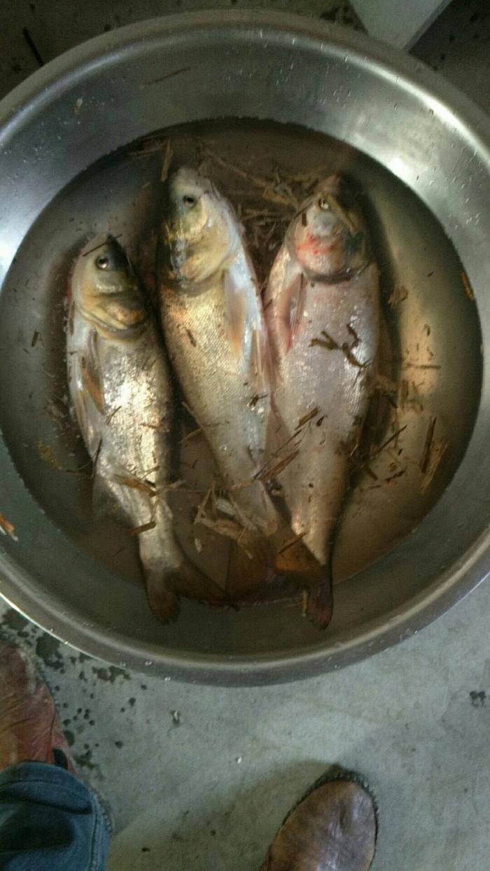 姜太公欢乐钓鱼吧