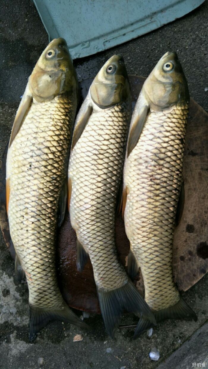 今天江头水库走起,今天钓鱼真开心,大货多 - 好