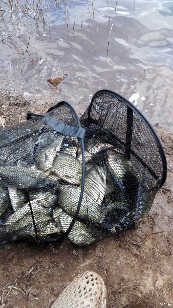 木嘎利水库又是爆护,鱼护破了鱼跑了一半